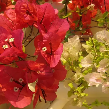 فيلة Alma خيرسونِسوس